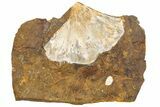 Fossil Ginkgo Leaf From North Dakota - Paleocene #189003-1